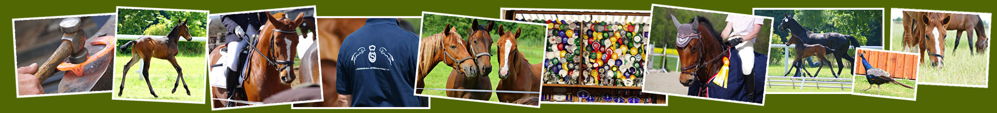 Pferde- und Tannenhof A.Fischer