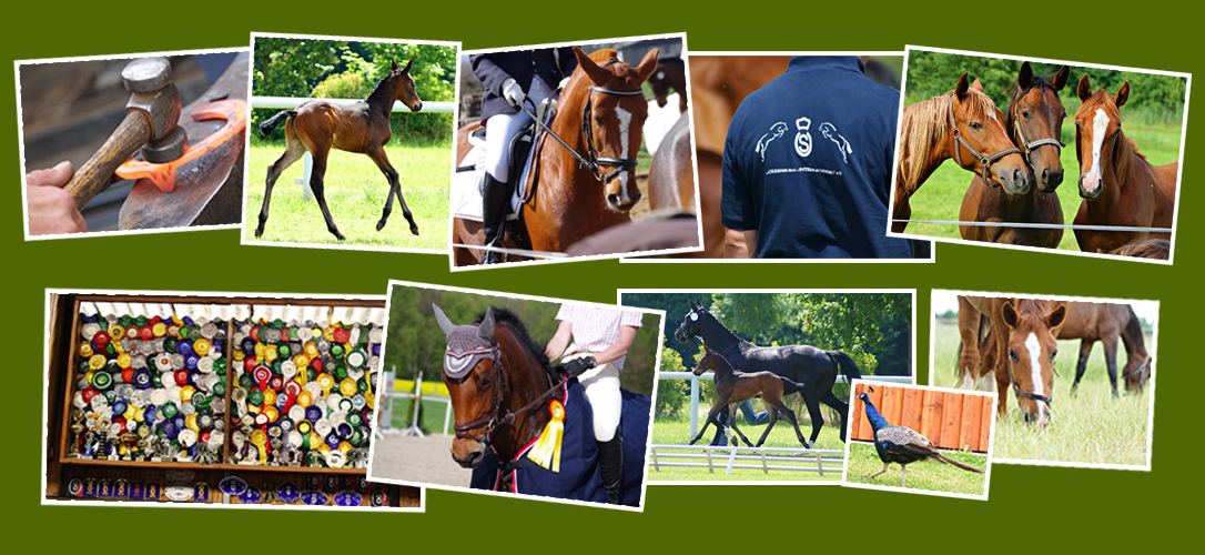 Pferde- und Tannenhof A.Fischer